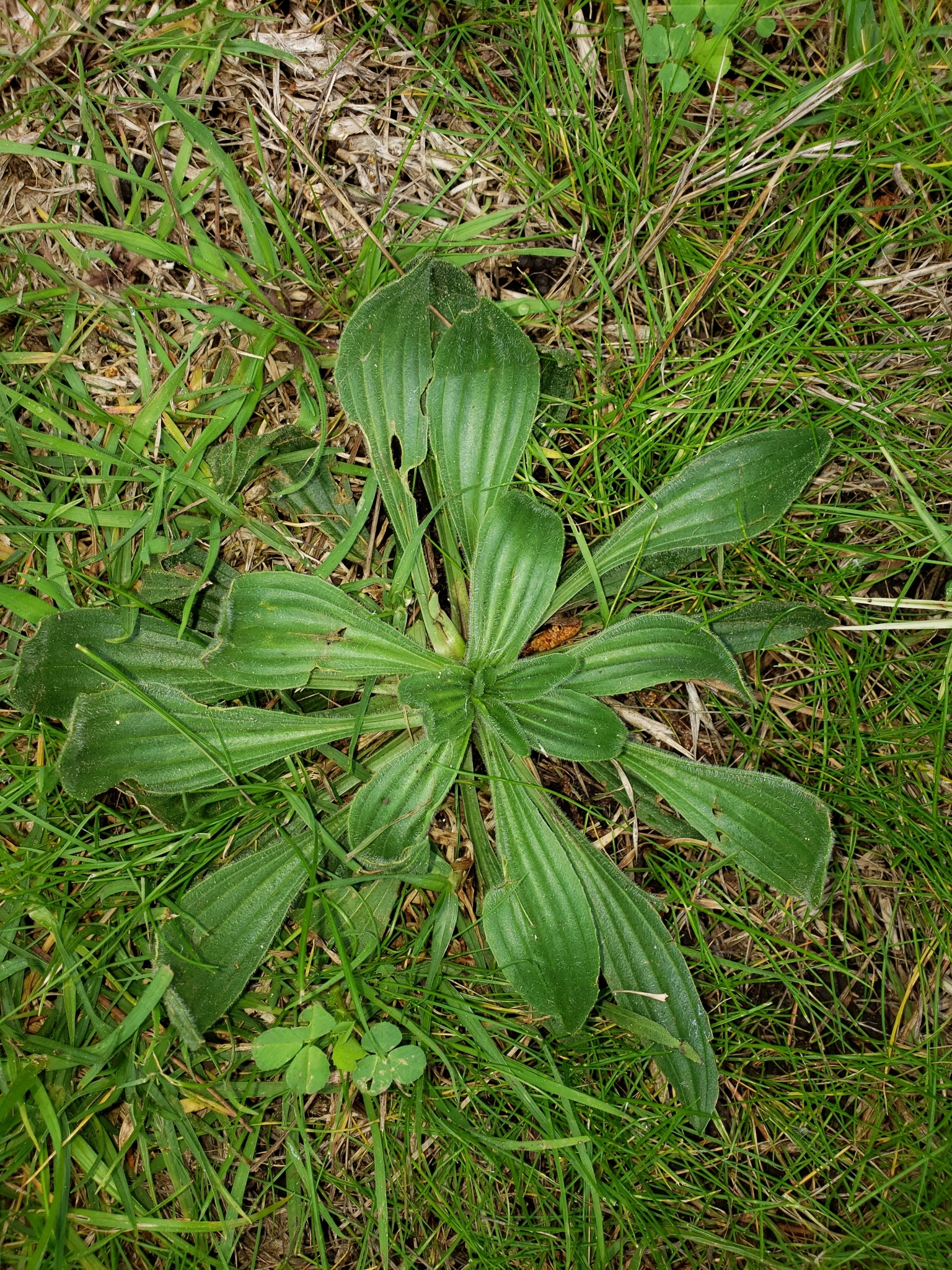 Narrow-leaved Plantain in Monterey County, California (3/13/2020).