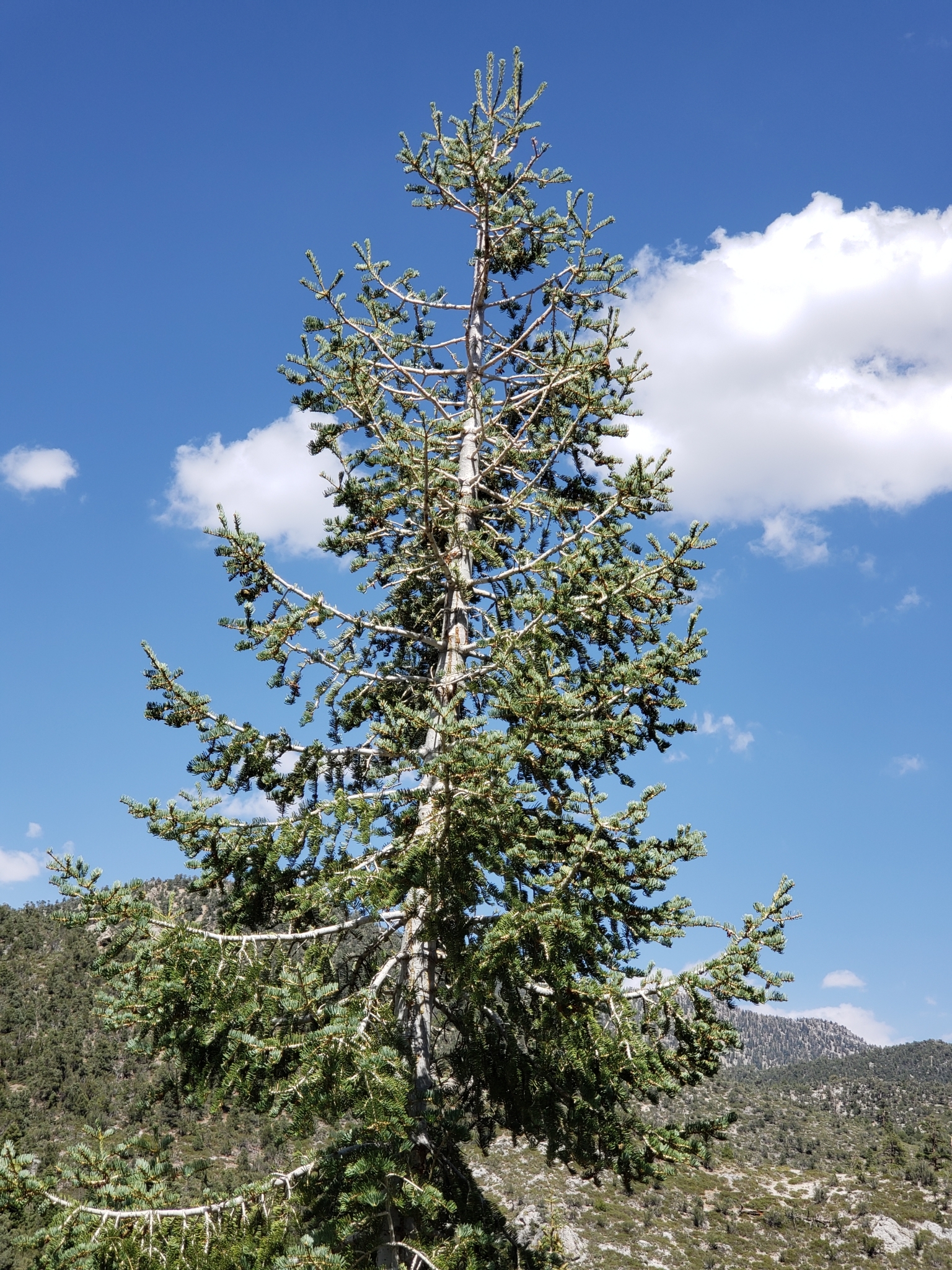 White Fir in Clark County, Nevada (8/29/2020).
