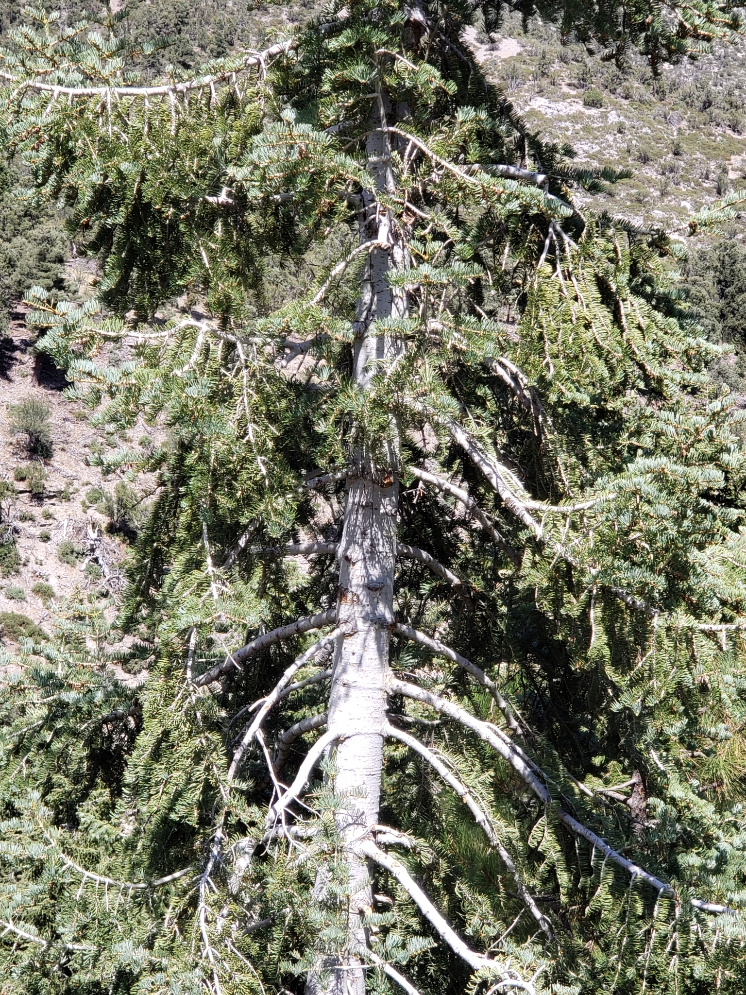 White Fir in Clark County, Nevada (8/29/2020).