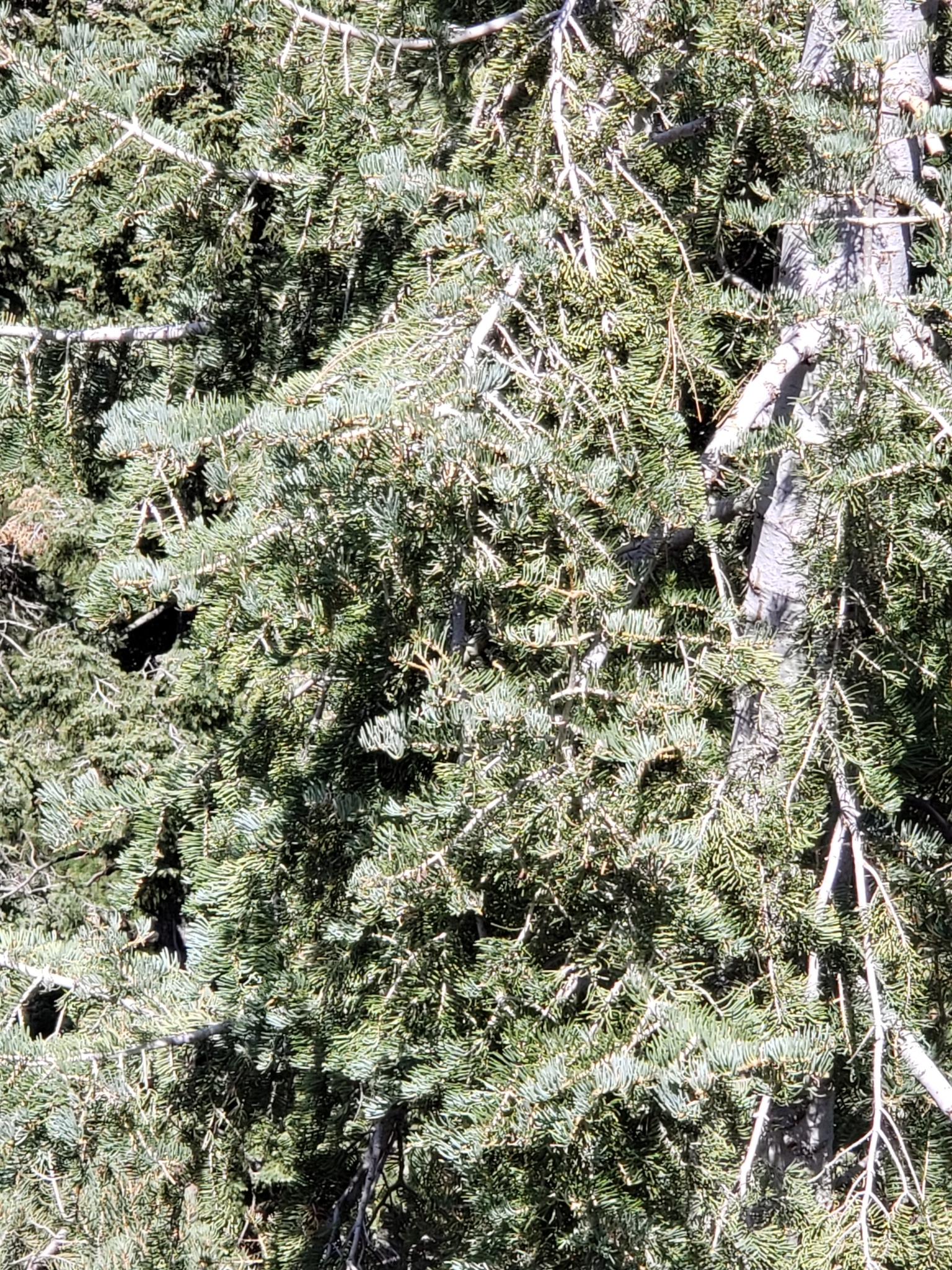 White Fir in Clark County, Nevada (8/29/2020).