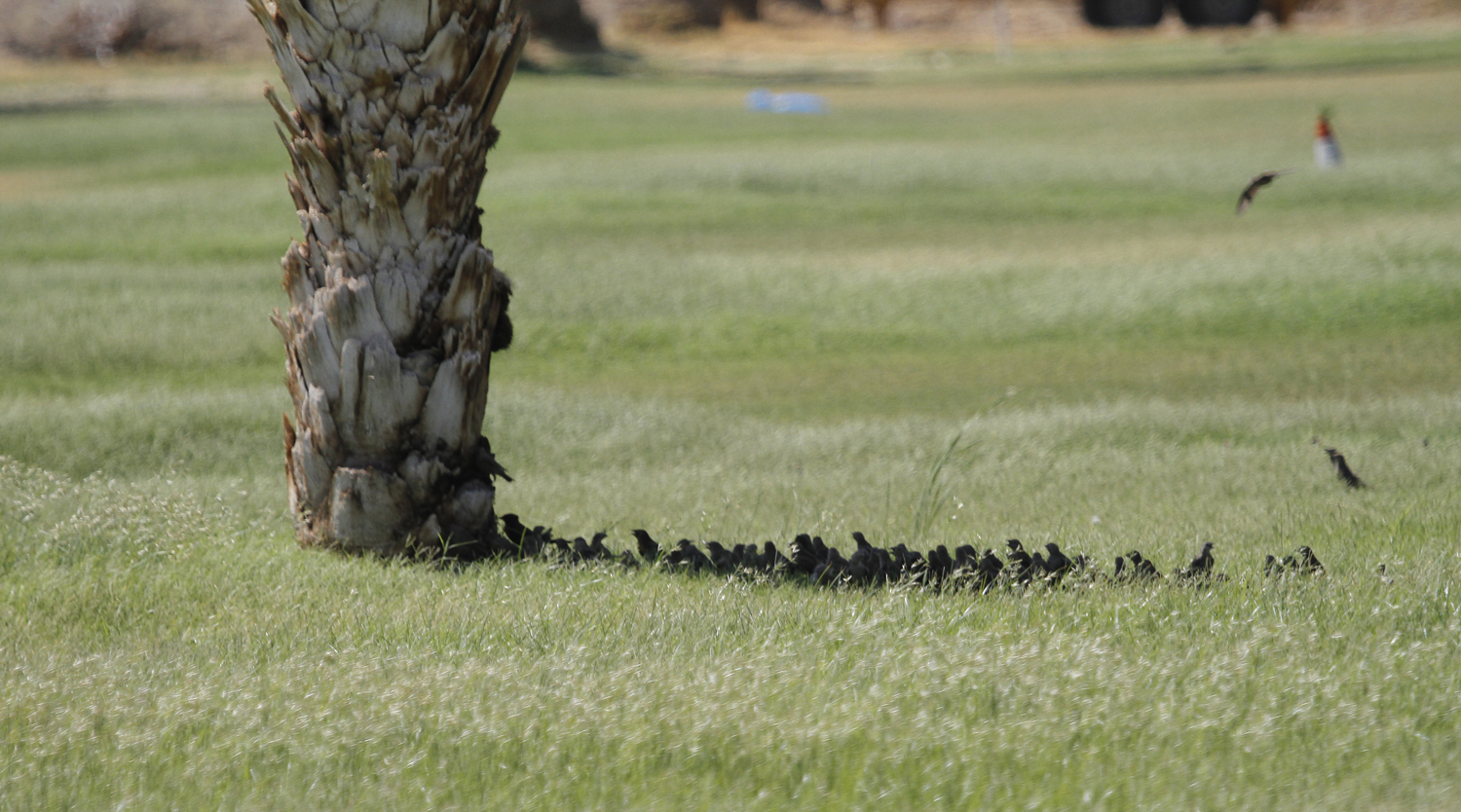 A dense flock of European Starling lined up in the shade of a palm tree in the intense Death Valley heat - Inyo County, California (8/26/2020).