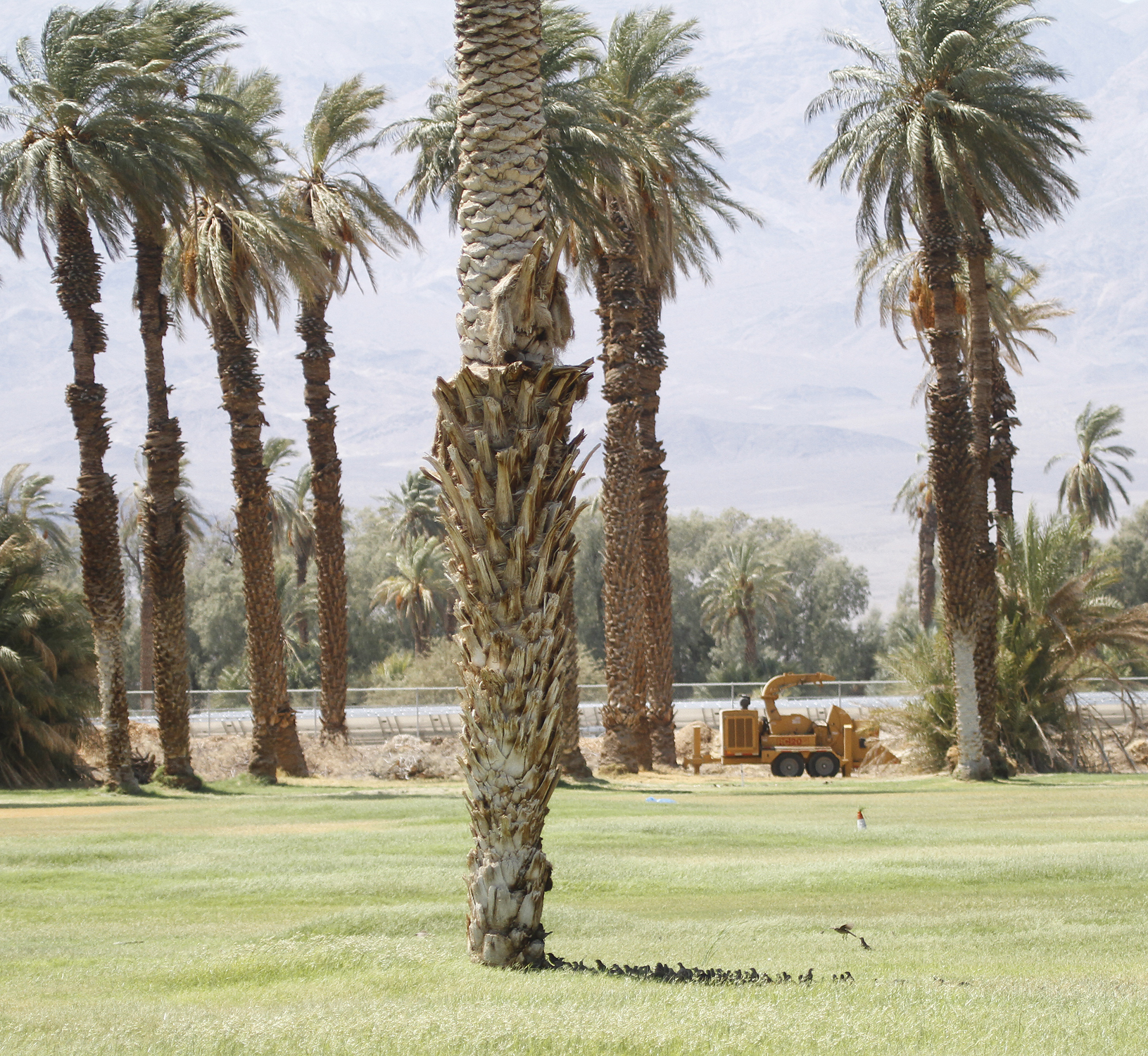 A dense flock of European Starling lined up in the shade of a palm tree in the intense Death Valley heat - Inyo County, California (8/26/2020).