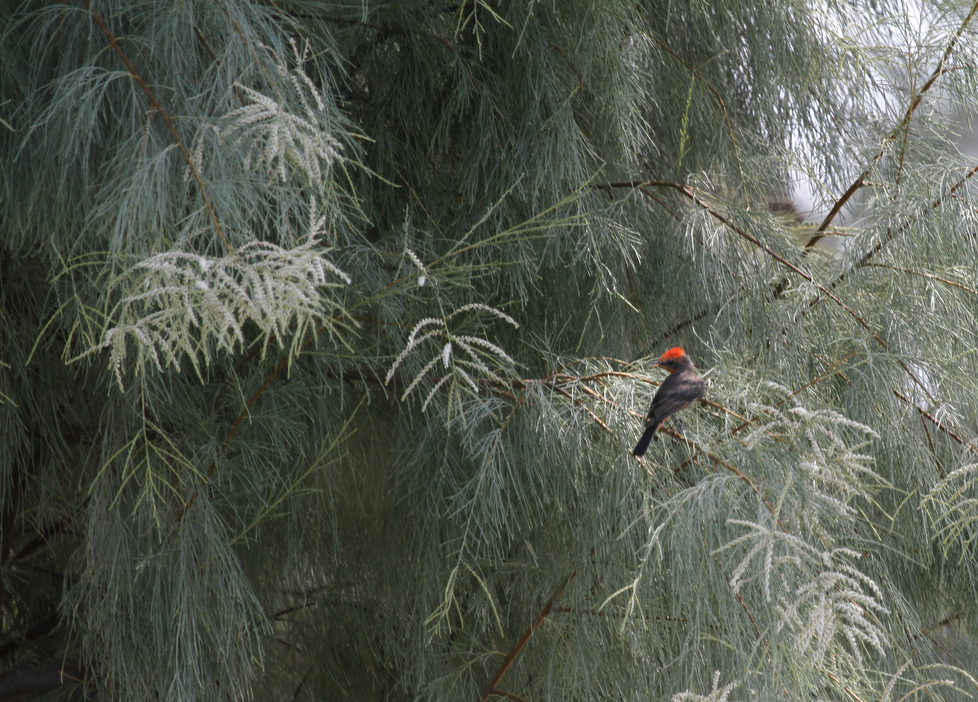 Vermilion Flycatcher in Inyo County, California (8/26/2020).
