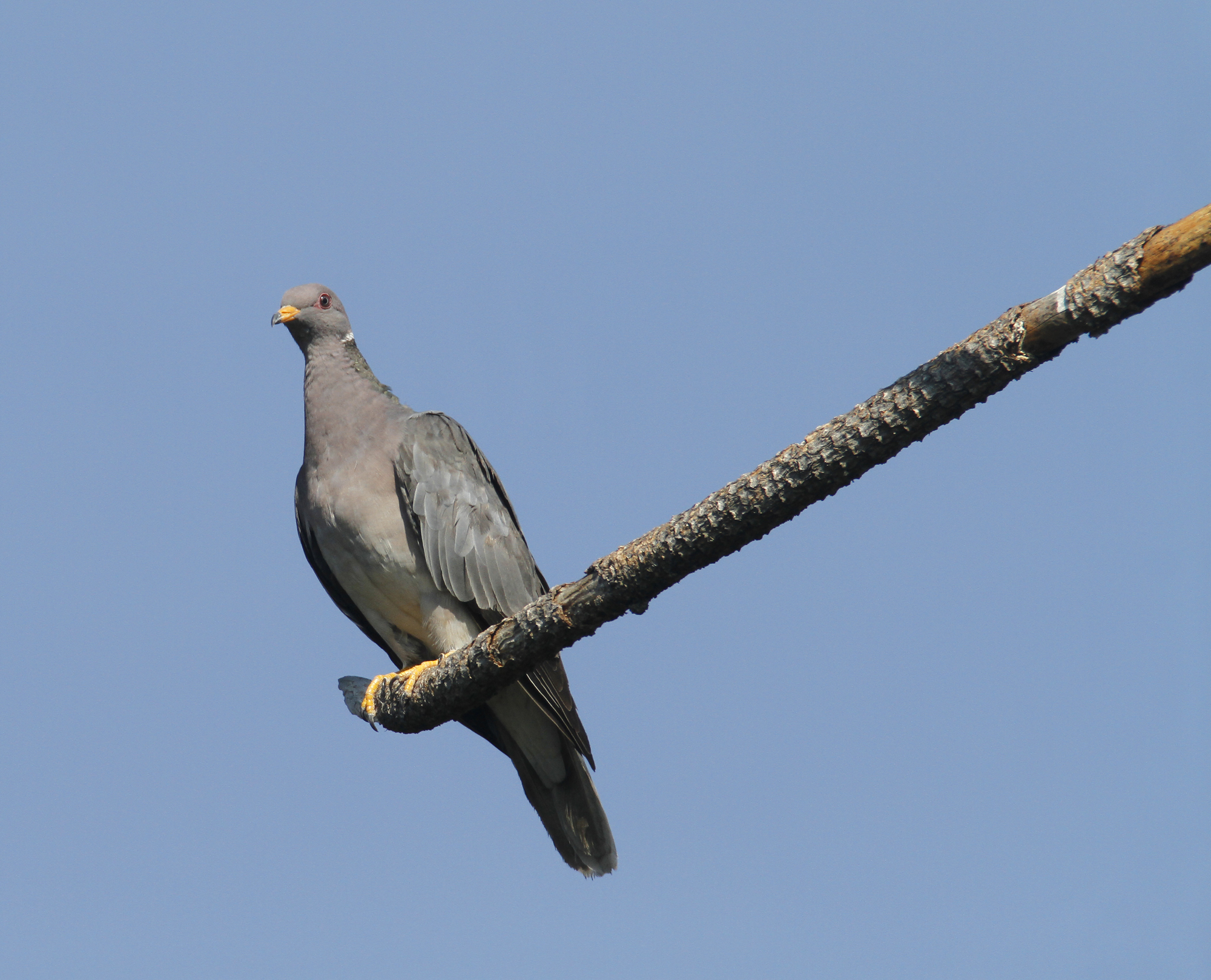 Band-tailed Pigeon in Monterey County, California (9/5/2020).