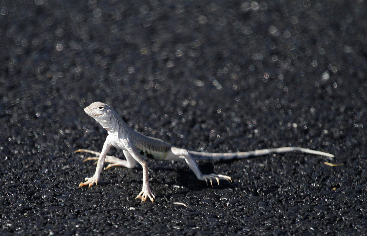 Zebra-tailed Lizard in Inyo County, California (9/4/2020).