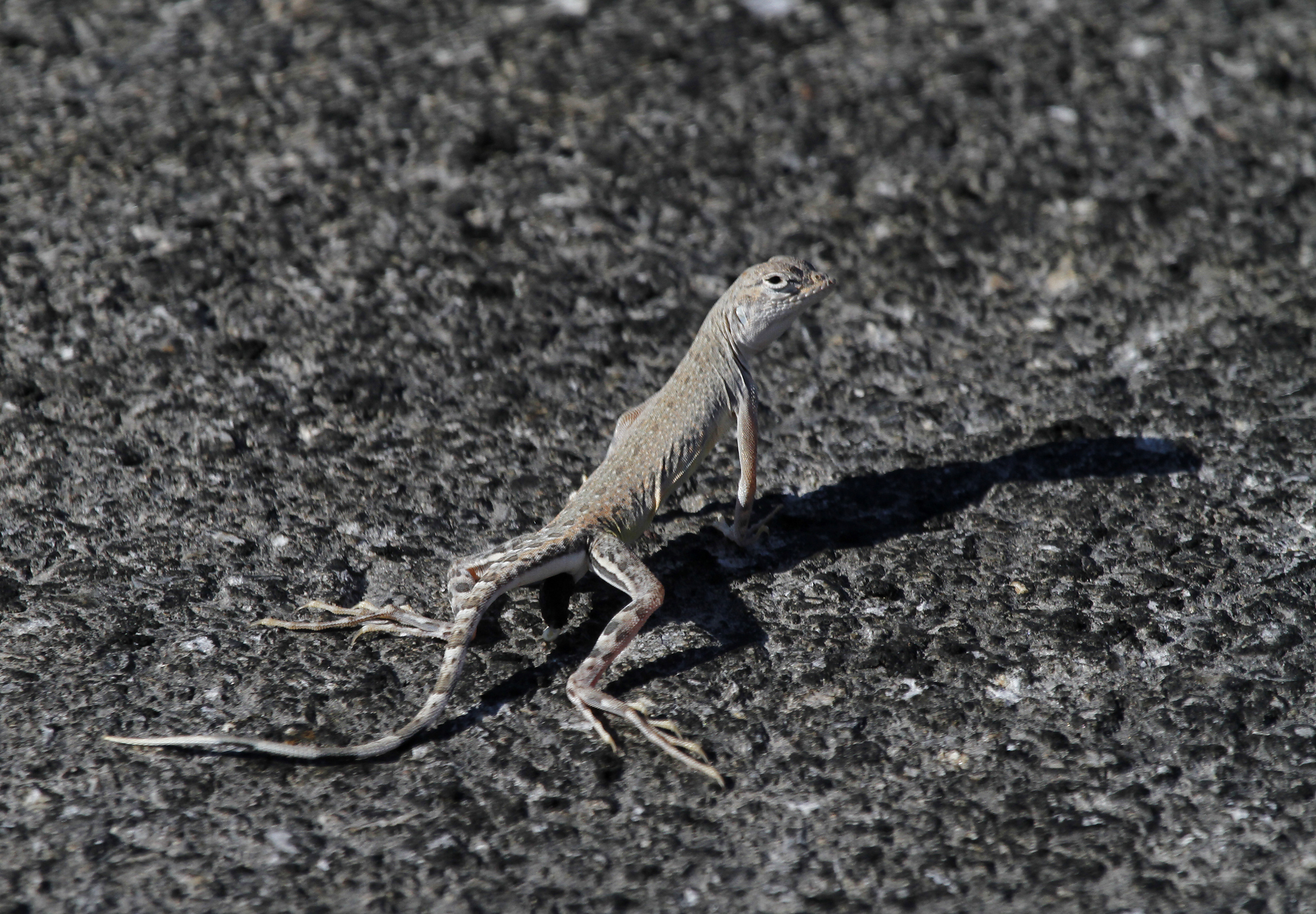 Zebra-tailed Lizard in Inyo County, California (9/4/2020).