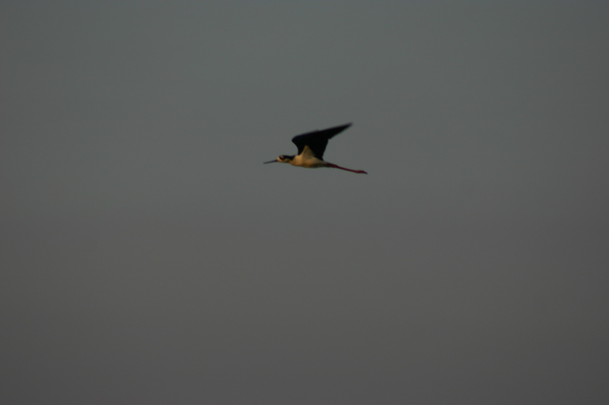 Black-necked Stilt in Dorchester County, Maryland (6/26/2004). This might have been my first in Maryland, when I first wandered down and