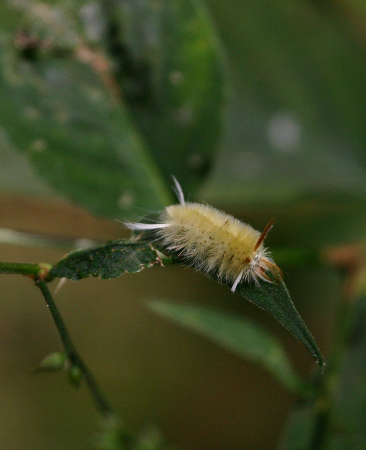 Sycamore Tussock Moth in Garrett County, Maryland (9/17/2005).