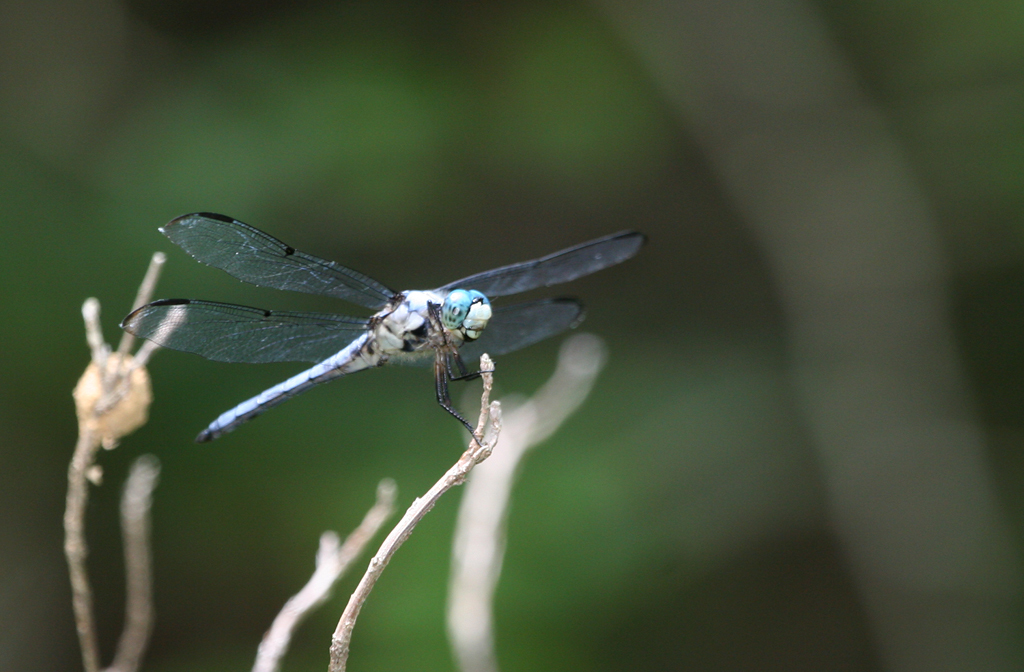 Great Blue Skimmer in Calvert County, Maryland (7/9/2006).