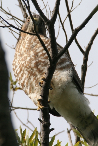 Broad-winged Hawk in Dorchester County, Maryland (9/30/2006). Strangely tough to find on the Eastern Shore of Maryland even in migration.