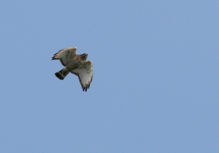 Broad-winged Hawk in Dorchester County, Maryland (9/30/2006).