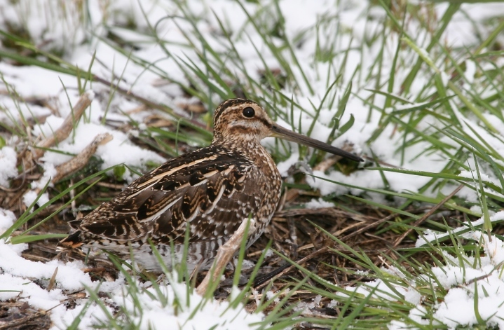 Wilson's Snipe in Kent County, Delaware (4/6/2007).