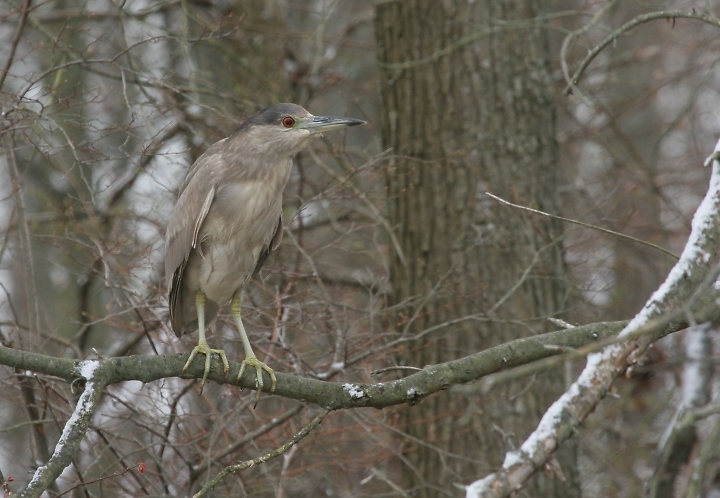 Black-crowned Night-Heron in Kent County, Delaware (4/6/2007).