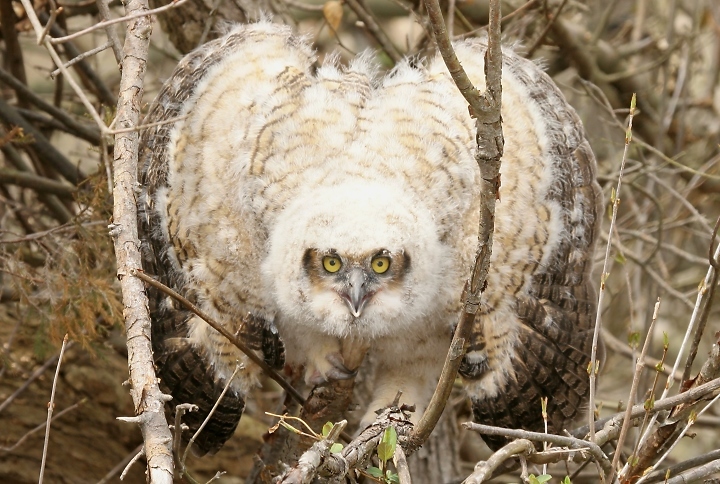 Great Horned Owl in Kent County, Delaware (4/7/2007). We found this fledged Great Horned Owl near a pine-lined marshy area near Little Creek, Delaware, and were blown away by its behavior. It held up its wings like a Sunbittern to look larger and was constantly clicking its bill. Quite an impressive sight for a young owl! There are not many predators around here to challenge such an intimidating prospect. We never left the car and only disturbed it for a minute or so as we snapped a few dozen images. Really fantastic bird, and an awesome behavior I'd never even heard of among owls. We saw one of its parents fly by while there, so we were confident it was not in any immediate trouble - probably just well-timed with one of its first attempts at flight.