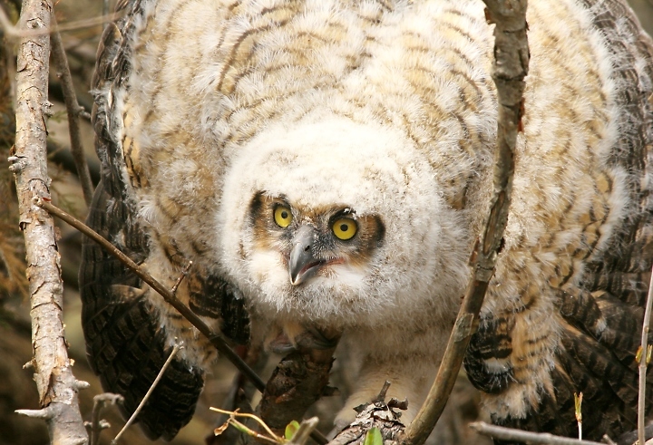 Great Horned Owl in Kent County, Delaware (4/7/2007).