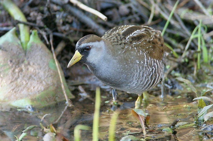 Sora in Montgomery County, Maryland (4/17/2011).