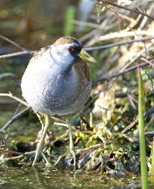 Sora in Montgomery County, Maryland (4/17/2011).