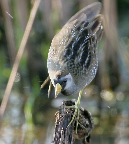 Sora in Montgomery County, Maryland (4/17/2011).