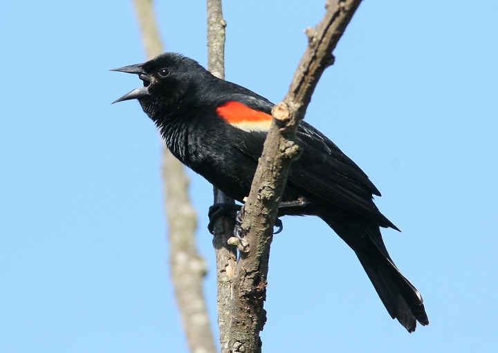 Red-winged Blackbird in Montgomery County, Maryland (4/22/2005).