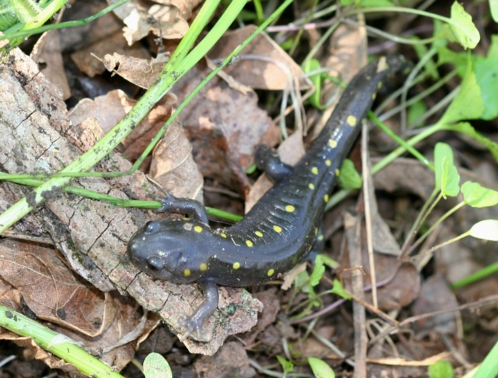 Spotted Salamander in Loudoun County, Virginia (4/21/2007).