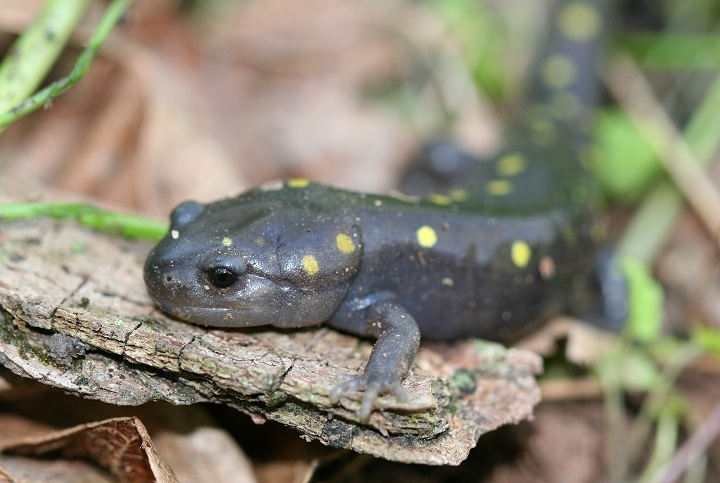 Spotted Salamander in Loudoun County, Virginia (4/21/2007).