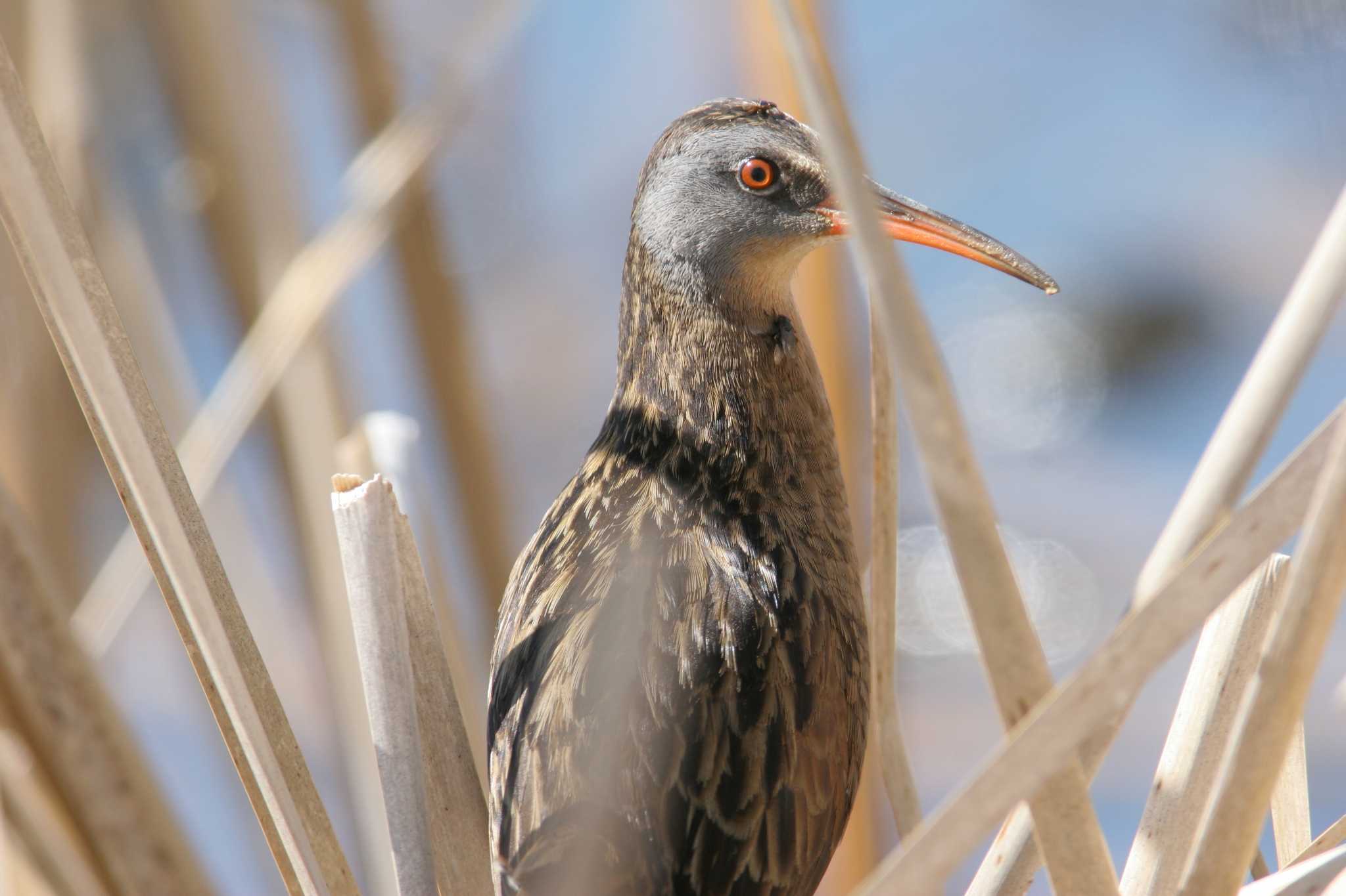 Virginia Rail in Frederick County, Maryland (4/22/2007).