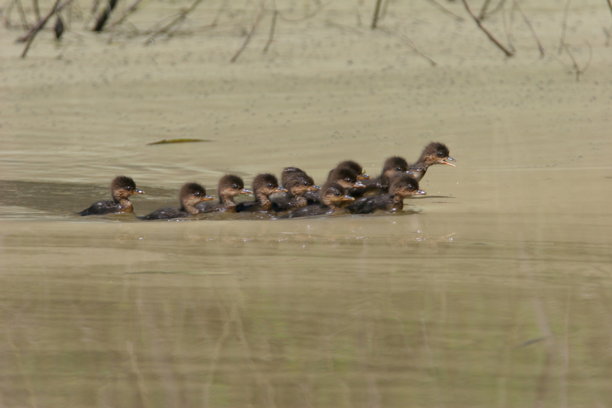 Hooded Merganser in Frederick County, Maryland (4/22/2007).