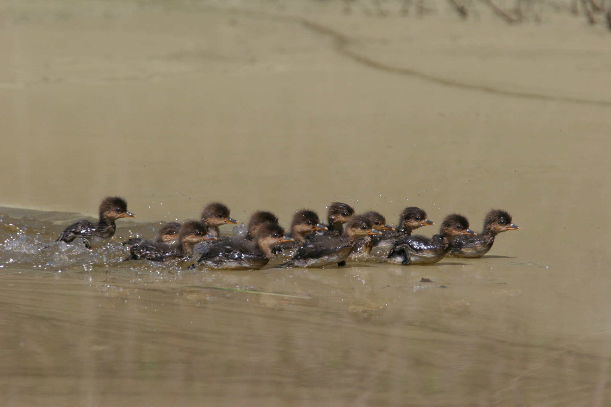 Hooded Merganser in Frederick County, Maryland (4/22/2007).