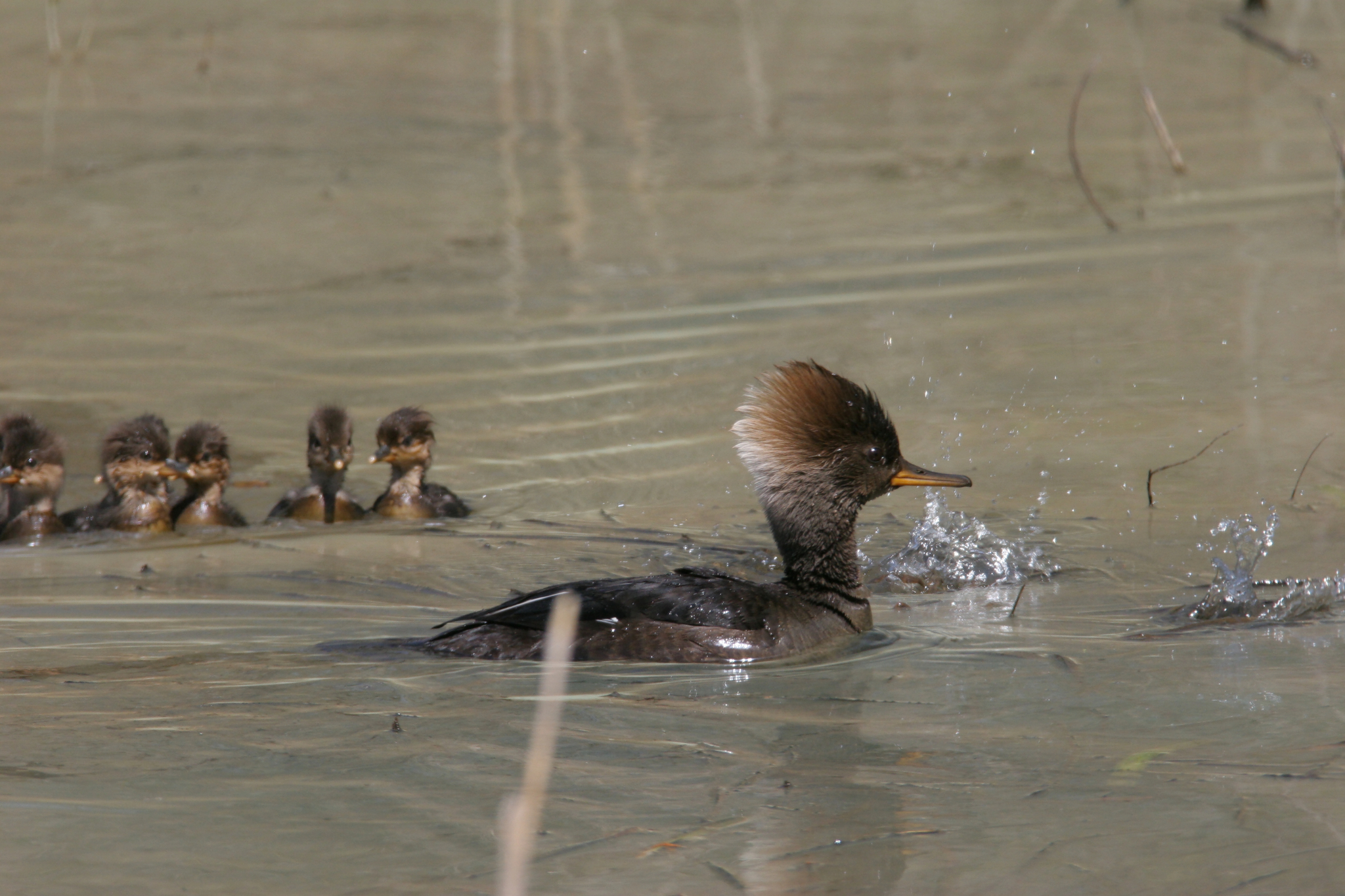 Hooded Merganser in Frederick County, Maryland (4/22/2007).