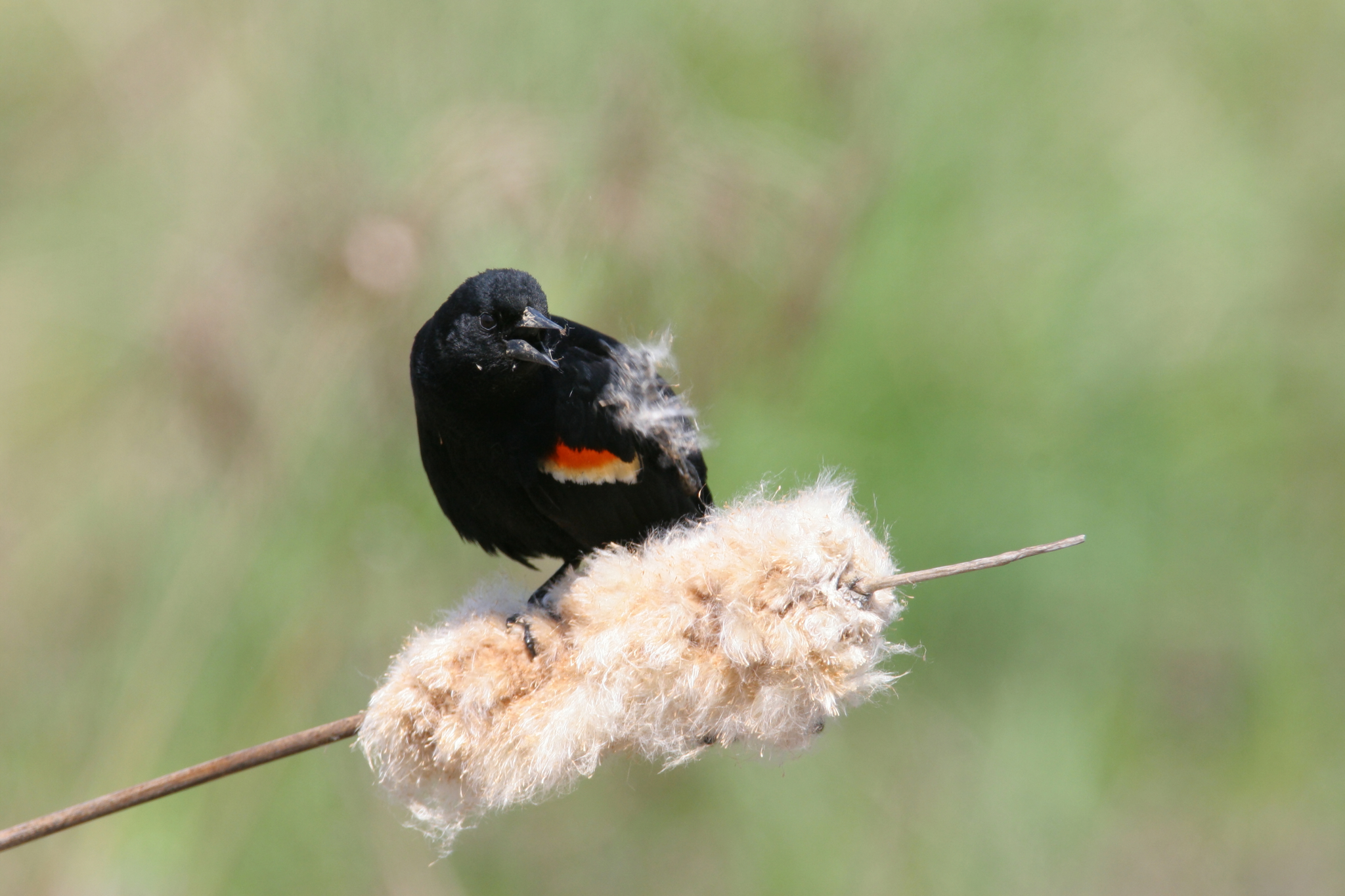 Red-winged Blackbird in Frederick County, Maryland (4/22/2007).