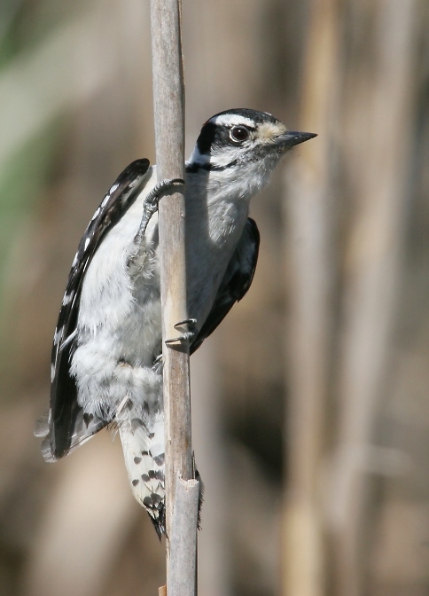 Downy Woodpecker in Frederick County, Maryland (4/22/2007).