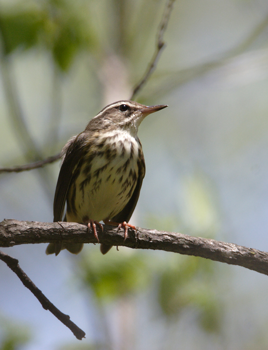 Louisiana Waterthrush in Washington County, Maryland (4/22/2007).