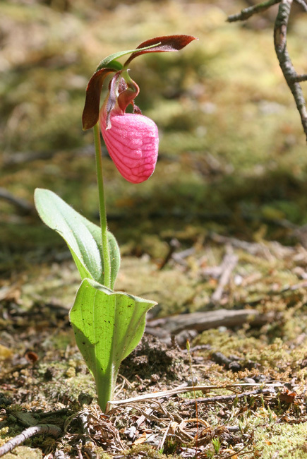 Pink Lady's Slipper in Anne Arundel County, Maryland (5/6/2007).