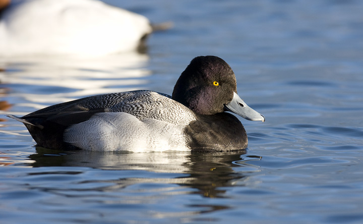 A male Lesser Scaup along the Cambridge waterfront in Dorchester County, Maryland (2/10/2008). along the Cambridge waterfront, Maryland (2/10/2008). Note his head shape, thin nail (tip of bill), and the traditionally cited purple gloss on the head. However, note that gloss color (green=Greater, purple=Lesser) is not considered a reliable field mark on its own.