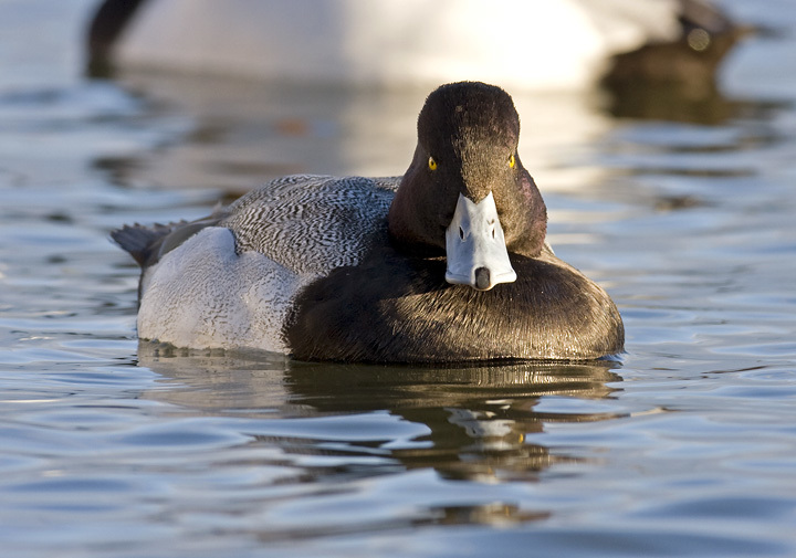 Lesser Scaup in Dorchester County, Maryland (2/10/2008).