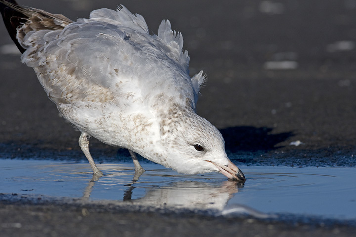 A first-winter Ring-billed Gull has a morning drink along the Choptank River, Dorchester County, Maryland (2/10/2008).