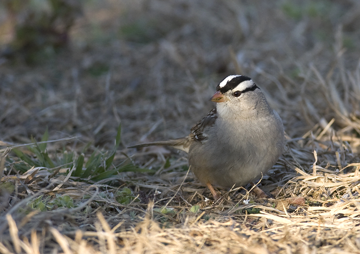 White-crowned Sparrow (Gambel's) in Sussex County, Delaware (3/2/2008). Accepted as the first state record for the subspecies in Delaware.