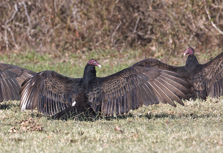 Turkey Vultures warm their wings on a cold morning at Bombay Hook NWR, Delaware (3/2/2008). Note that these birds are molting their primaries (and primary coverts), their outermost flight feathers. The ten primaries are numbered from the innermost to the outermost, from P1 on the inside to P10 on the outside. (I usually find it easier to count backward from the outside in.) This is also the order in which the feathers are replaced during molt. The fresh, darker feathers have just come in, while the worn lighter feathers are yet to be replaced. The center vulture has molted P1 to P3. Not only is molt an interesting part of birds' lives, but it can also be critical in identifying rarities.