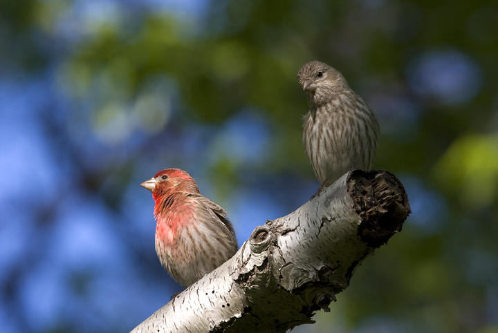 House Finch in St. Mary's County, Maryland (5/4/2008).