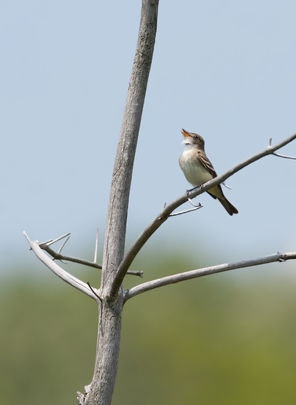 Alder Flycatcher in Garrett County, Maryland (6/1/2008).