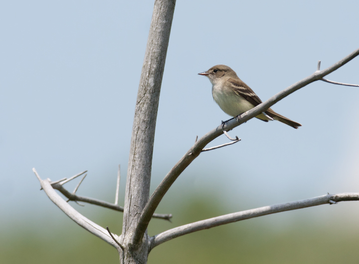 Alder Flycatcher in Garrett County, Maryland (6/1/2008).