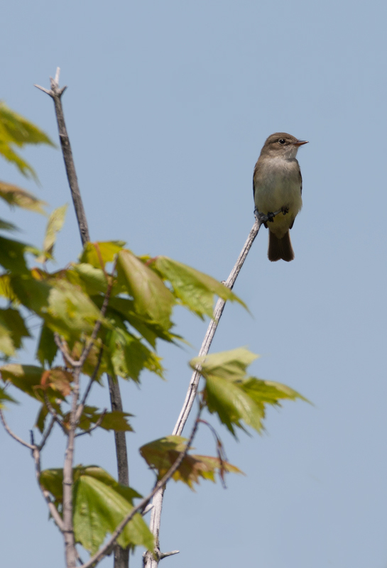 Alder Flycatcher in Garrett County, Maryland (6/1/2008).
