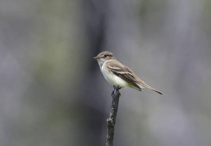 Alder Flycatcher in Garrett County, Maryland (6/1/2008).