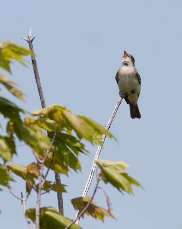 Alder Flycatcher in Garrett County, Maryland (6/1/2008).