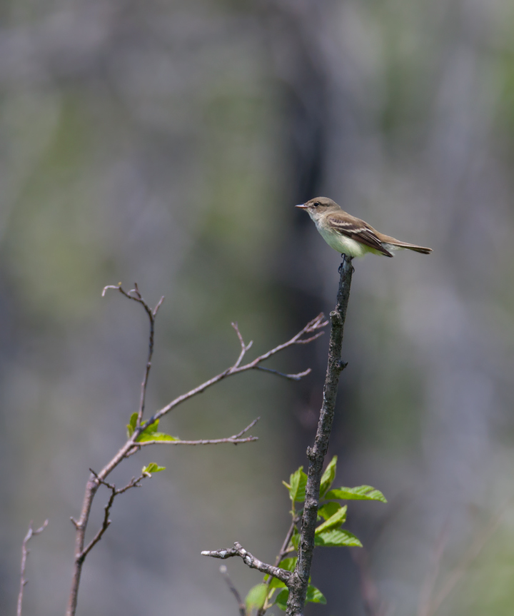 Alder Flycatcher in Garrett County, Maryland (6/1/2008).