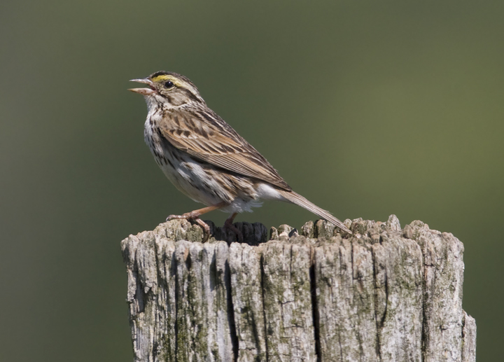 Savannah Sparrow in Garrett County, Maryland (6/15/2008).
