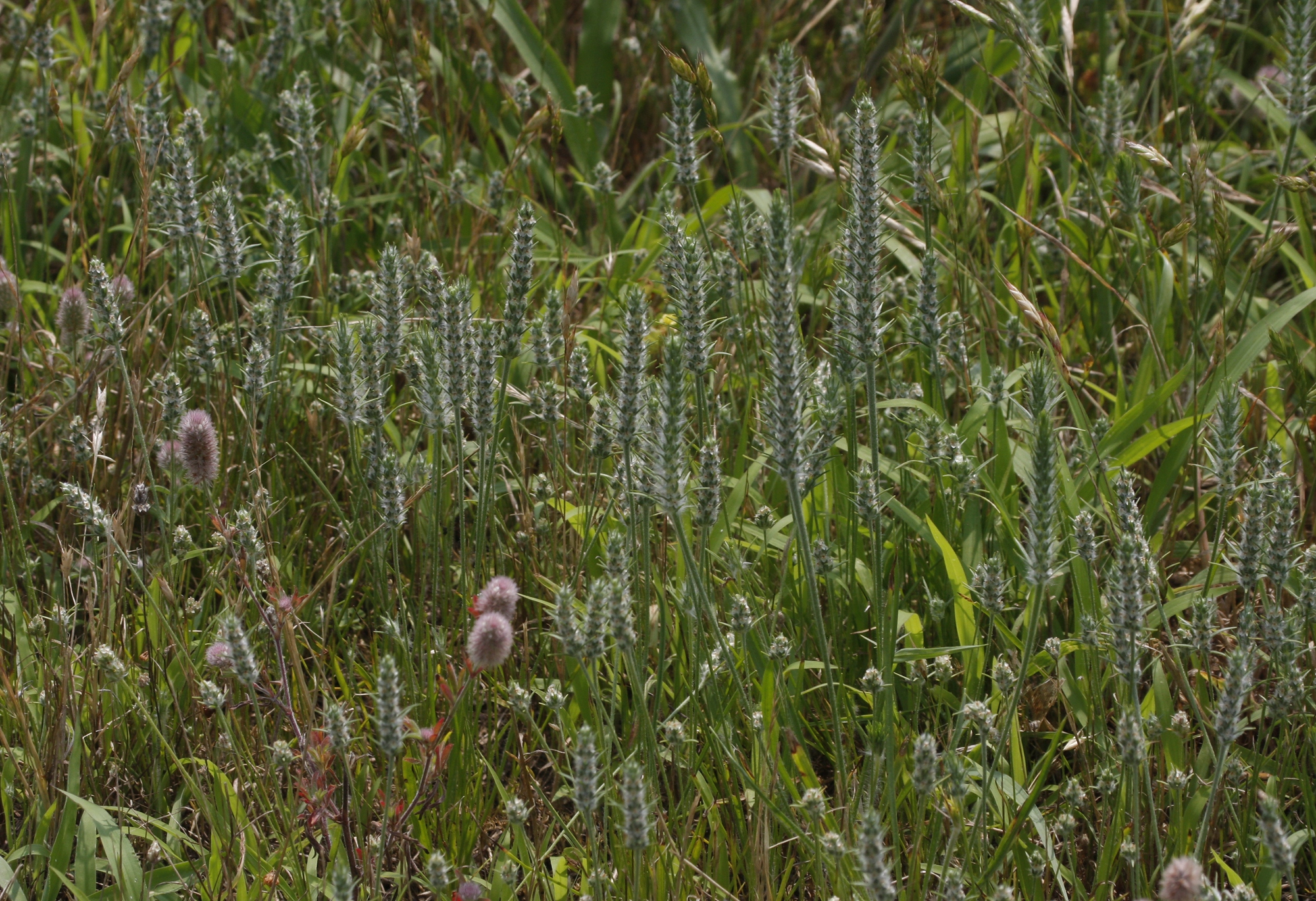 Large-bracted Plantain in Talbot County, Maryland (6/22/2008).