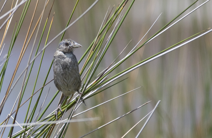 Seaside Sparrow in Somerset County, Maryland (7/20/2008). At first I thought it was a juvenile, but it was singing boldy and persistently from exposed perches like this one. I then thought it might be in heavy molt, but now I'm thinking its feathers look odd after a recent bath to cool off.