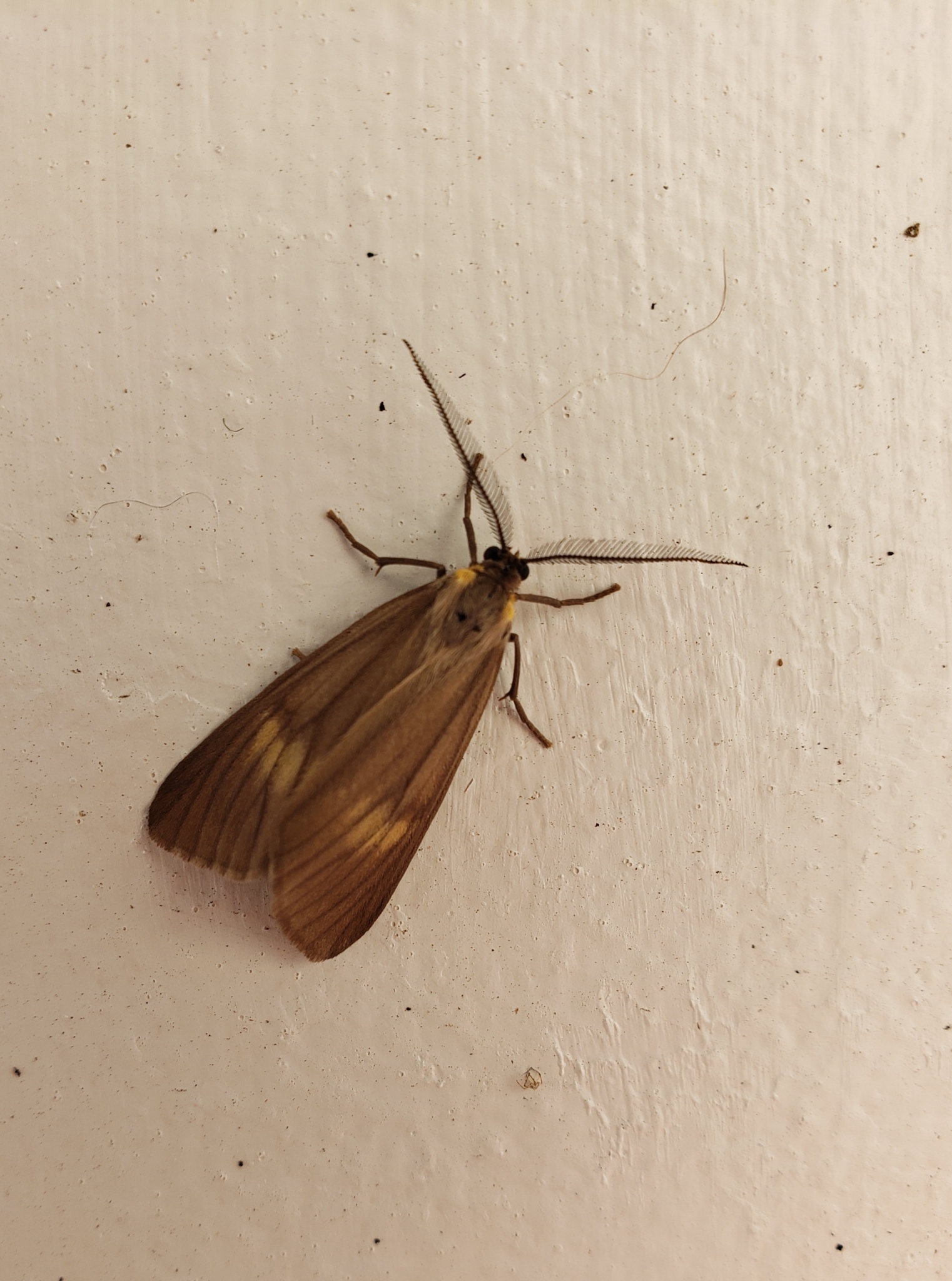 California Oak Moth in Monterey County, California (9/23/2020).