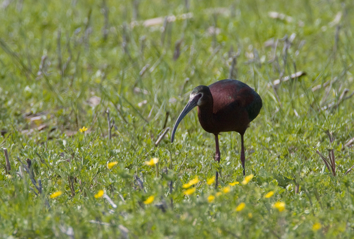 White-faced Ibis in Worcester County, Maryland (4/25/2009).
